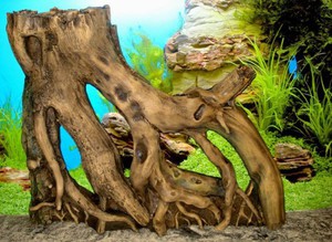 Как укрепить корягу