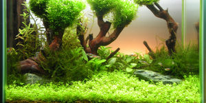 Какая коряга подойдет для аквариума