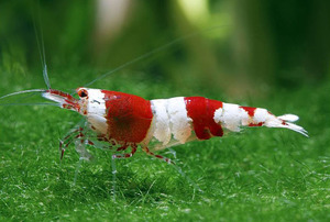 Особенности содержания аквариумной креветки