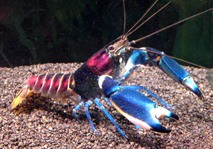 Чем питается рак