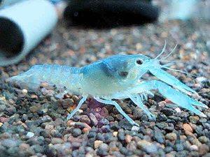 Аквариумные раки содержание