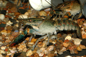 Аквариумные раки: особенности содержания, описание пород        