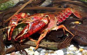 Питание домашних раков