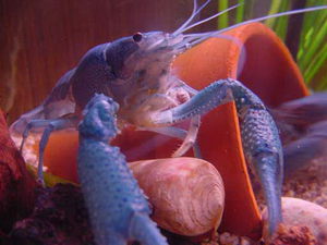 Как содержать раков