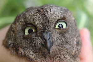 Сова Сплюшка голова крупно