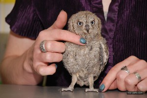 Сплюшка - симпатичная сова