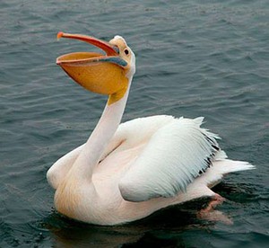 Смешной пеликан