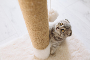 Котик хочет залезть на когтеточку