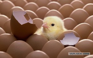 Уход за молодняком после вывода