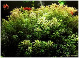 Описание внешнего вида роталы круглолистной