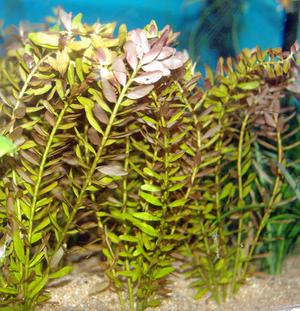 Разновидности роталы индийской