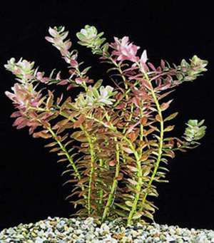 Выращивание круглолистной роталы  в аквариуме