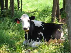 Самые распространенные клички коров