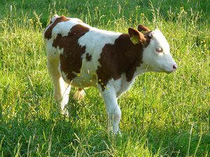 Клички для коров