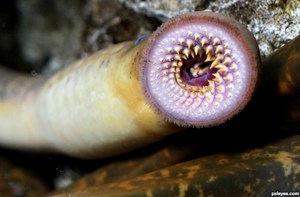 Речная рыба