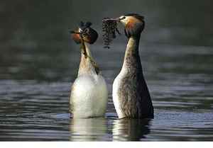 Интересная информация о чомгах