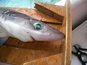 Улов акулы катрана