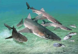 Акулы катраны