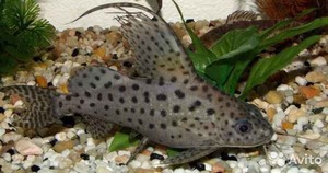 Сом синодонтис перевертыш