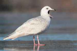 Полярная чайка