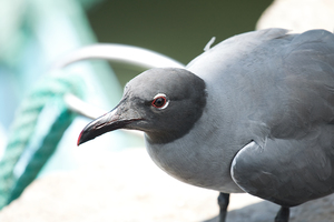 Темная чайка