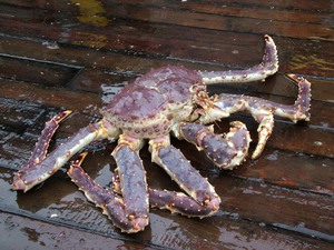 Сколько ног у краба