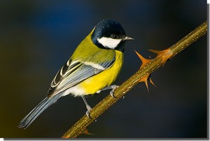 Большая синица