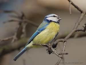 Описание большой синицы