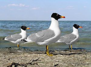 Чайка черноголовый хохотун