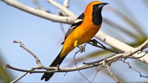 Птица иволга