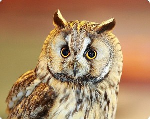 Птица ушастая сова
