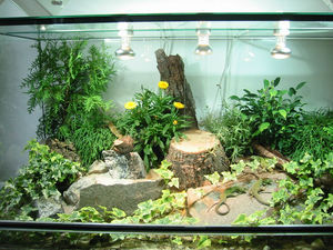 Ящерицы в террариуме