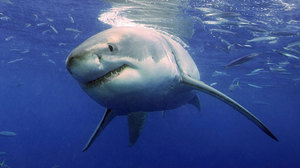 Идеальный охотник 