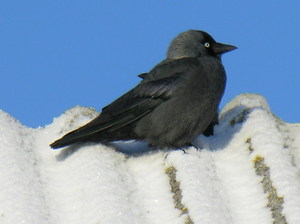 Галки размножение