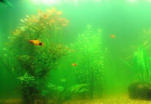 Причины из за которых мутнеет вода в аквариуме