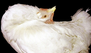 Болезни птиц