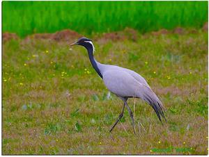 Как питается серый журавль