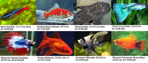 Какие рыбы считаются живородящими
