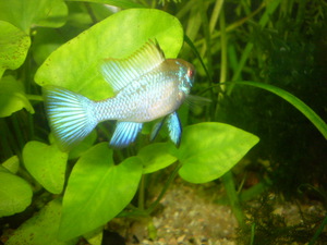 Как выглядит голубой наннакар