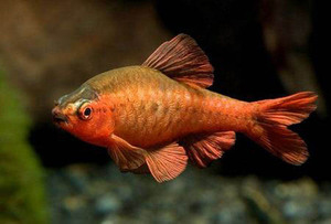 Чем кормить барбусов