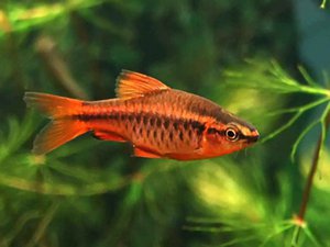 Питание барбусов