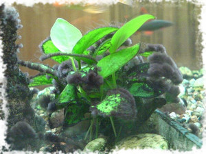 Способы избавления от черной бороды