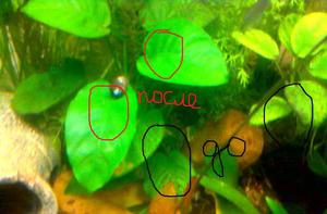 Трава сорняк в аквариуме