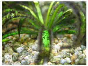 Как быстро избавиться от чёрной бороды в аквариуме