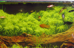 Как первый раз запустить аквариум