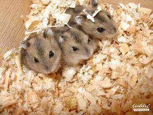 Как кормить джунгариков