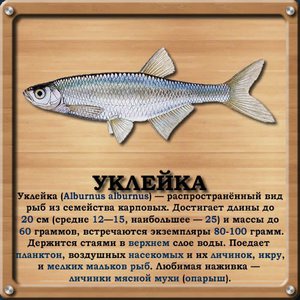 Как ловить рыбу уклейку