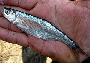 Описание рыбы уклейки