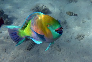 Аквариумная рыба