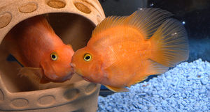 Аквариумная рыба-попугай